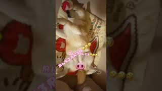 今日のすやすやタイム🪽#柴犬 #柴犬のいる生活  #asmr #しばいぬ #わんちゃん #いやし #癒しのペット #癒し#癒される #もぐもぐわんちゃんず#もぐもぐタイム#犬のいる暮らし#いびき