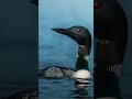 hauntingly beautiful call of common loon bird