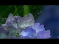 里山散歩　梅雨の晴れ間、紫陽花　2017・6・14 4k