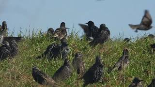 Ψαρόνια (Sturnus vulgaris) Common starling