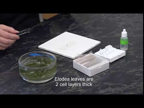 What is the 3d shape of an elodea leaf cell?