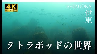 あまり知らないテトラポット付近の海中を撮影しました。