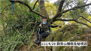 111/4/28觀音山種樹及秘境遊