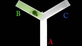 Y-Maze Spontaneous alteration and spatial working memory - KrNeuro