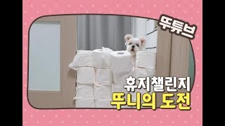 뚜니도 한다 휴지벽 챌린지! (Toilet paper wall challenge) | 김뚜니의부이로구