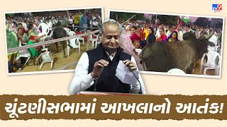 મહેસાણા: કોંગ્રેસની ચાલુ સભામાં ઘૂસ્યો આખલો, આખલો ભાજપે મોકલ્યો છે: અશોક ગેહલોત | TV9