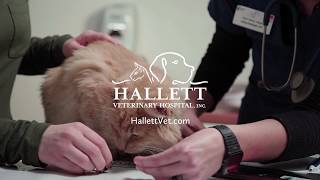 Dentistry at Hallett Veterinary Hospital