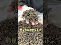 200元一斤鸭屎香是不是正宗的？ #茶叶 #爱喝茶的关注我 #新茶上市 #口粮茶推荐 #召唤茶友