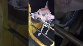 நீ கேவலமான அழகா இருக்கடி...🤣#trending #vidioshort #doglover #funnydog #comedy #chellakutties