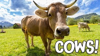 Cows! Learning about Cows for Kids
