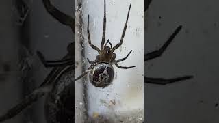 This false widow spider had a mosaic appearance!!