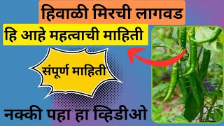 हिवाळी मिरची लागवड / Hiwali mirchi lagwad