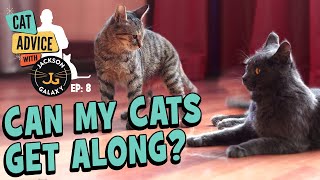 Can my Cats Get Along? Cat-to-Cat Body Language basics & Introduction Tips