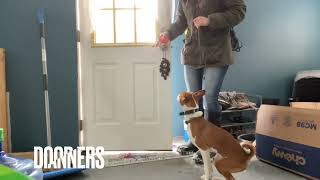 Basenji Dog Training | Rocket | 7 Months Old | Syracuse Off Leash K9 Training