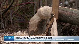 ReTV:  Preiļu parkā uzdarbojas bebri