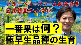 一番果候補は何か？