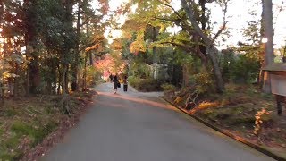 紅葉の京都　修学院離宮→曼殊院→圓光寺→詩仙堂を主に自転車で　Shugakuin Imperial Villa~Shisendo (temple) by bicycle, Kyoto