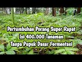 Inilah Penampakan Pertumbuhan Porang Satu Ha Isi 400.000 Tanaman Tanpa Pupuk Fermentasi