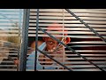 Dj Melzi - Ngalo Tshwala feat. Senzo Afrika (Official Music Video)