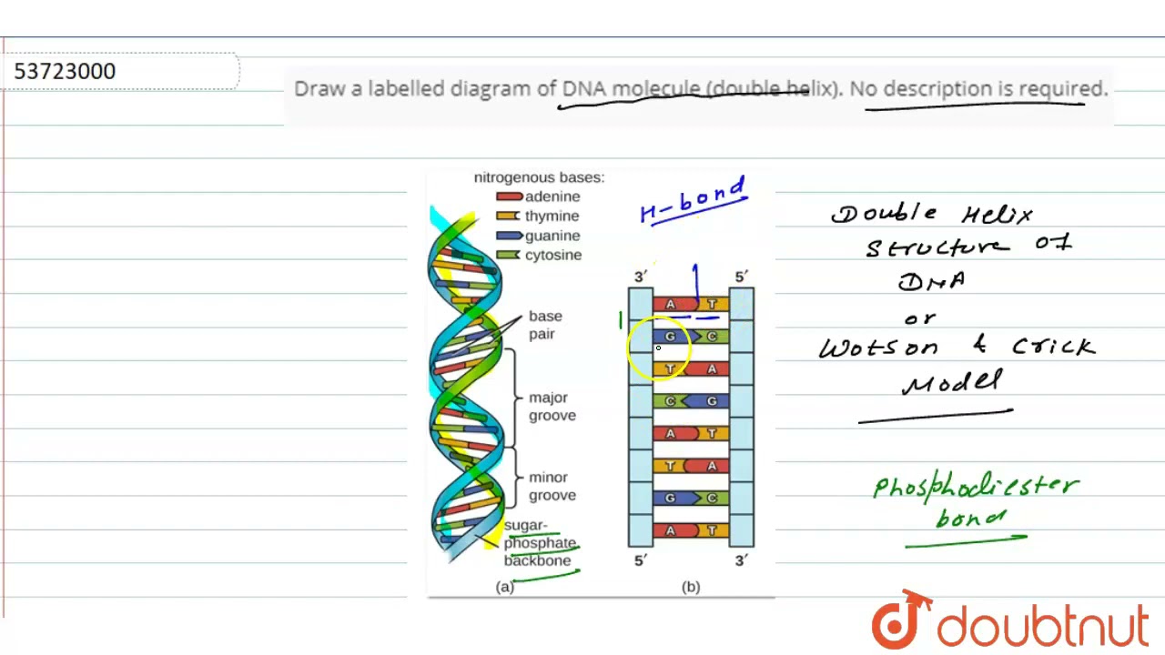 Structure Of Dna With Labelled Diagram