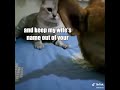 #slap #cat #catmemes #memes #catvideos #gatos #theslap #shutup #mad #madcats #spicycat #spicy