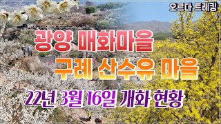 섬진강 매화꽃이 절정입니다! 3월 16일 70~80%이상 개화!│구례 산수유마을 개화상황 알려드립니다