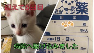 【子猫】こんなに元気な子猫がまさか体調急変になるとは😵