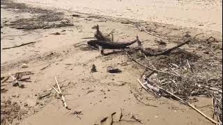 La spiaggia libera sul litorale Nord di Termoli dopo le mareggiate