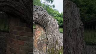 This Japanese Pagoda tree planted in the 1700’s at Kew Gardens is being held up by a brick wall.