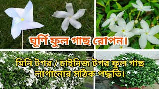 মিনি টগর ফুল গাছ লাগানোর পদ্ধতি/Chinese Tagar/ Crape Jasmin/ Mini Tagar.