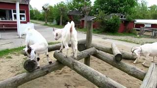 goatlog: The goat circus is in town (2015-05-21+23)