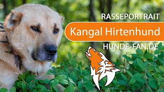 ► Kangal Shepherd Dog [2021] History, Appearance, Temperament, Training, Exercise, Care \u0026 Health