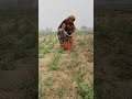 aalu ko khwab na trending agriculuture villagelife kheti l shorts farming