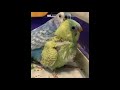 【うろこ模様】セキセイインコ ヒナ孵化23日no1★hatched day23 vlog セキセイインコ