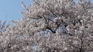 岡山後楽園の桜　櫻花在岡山後樂園