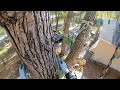 rigging an oak limb over a house