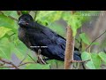 crow hits hard on babie s throat life inside crow nest crow baby bird feeding