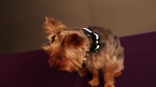 Light Up LED Dog Collars