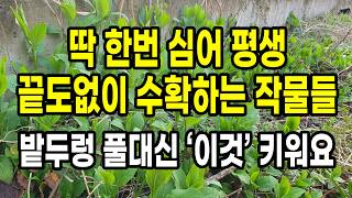 딱 한번 밭두렁에 풀대신 심어 평생 끝도없이 수확해 먹는 작물 7가지