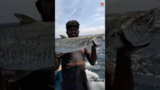 Catching Big King Fish Using Live Indian Scad Baits #fishing #fishingvideo #fishingtime