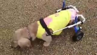 ミニチュアダックスのりんちゃんが犬の車椅子で遊んでいる様子