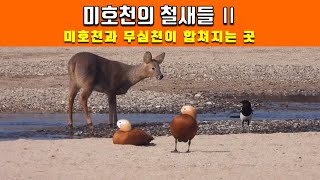 미호천의 겨울철새들 #2- 미호천과 무심천이 만나는 하천을 찾아 온 철새들을 만나보세요.