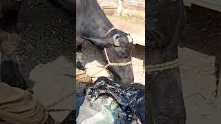 Buffalo giving birth a Calf | buffalo delivery | Buffalo first-time delivery processing vide