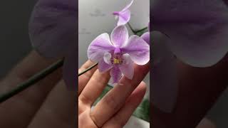 Орхідея фаленопсис Phal. Schilleriana TKB та Phal. Schilleriana х sib порівняння сортiв