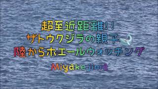 【秘蔵映像】超至近距離！ザトウクジラの親子🐋　陸からホエールウォッチング