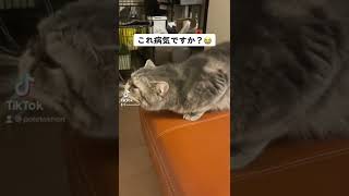 この子猫、病気ですか？#cat #エキゾチックショートヘア