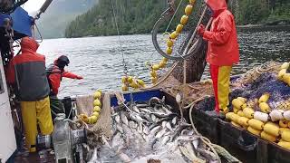 Last Set on a 94,000 lb day Commercial Fishing Purse Seine Salmon