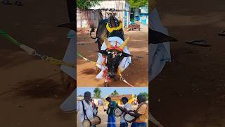 பறை இசைக்கு ஏற்ப நடனம் ஆடும் கோவில் காளை #jallikattu #villagefestivels #villagevlog