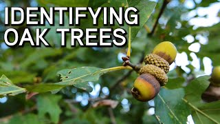 Identifying Oaks | White and Red Oaks