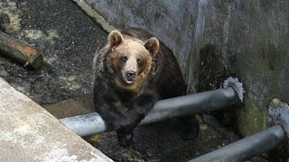 のぼりべつクマ牧場　人気投票　「腹ぺこバレリーナ」のベッキー　３年連続１位